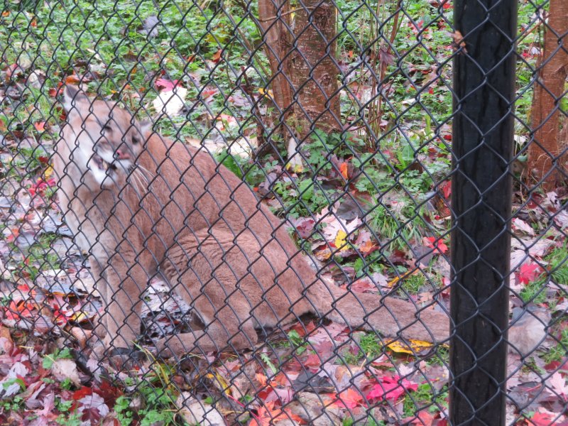 Cougar; rubbing the fence and meowing like the family cat